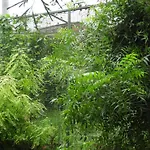 Samar Homestay