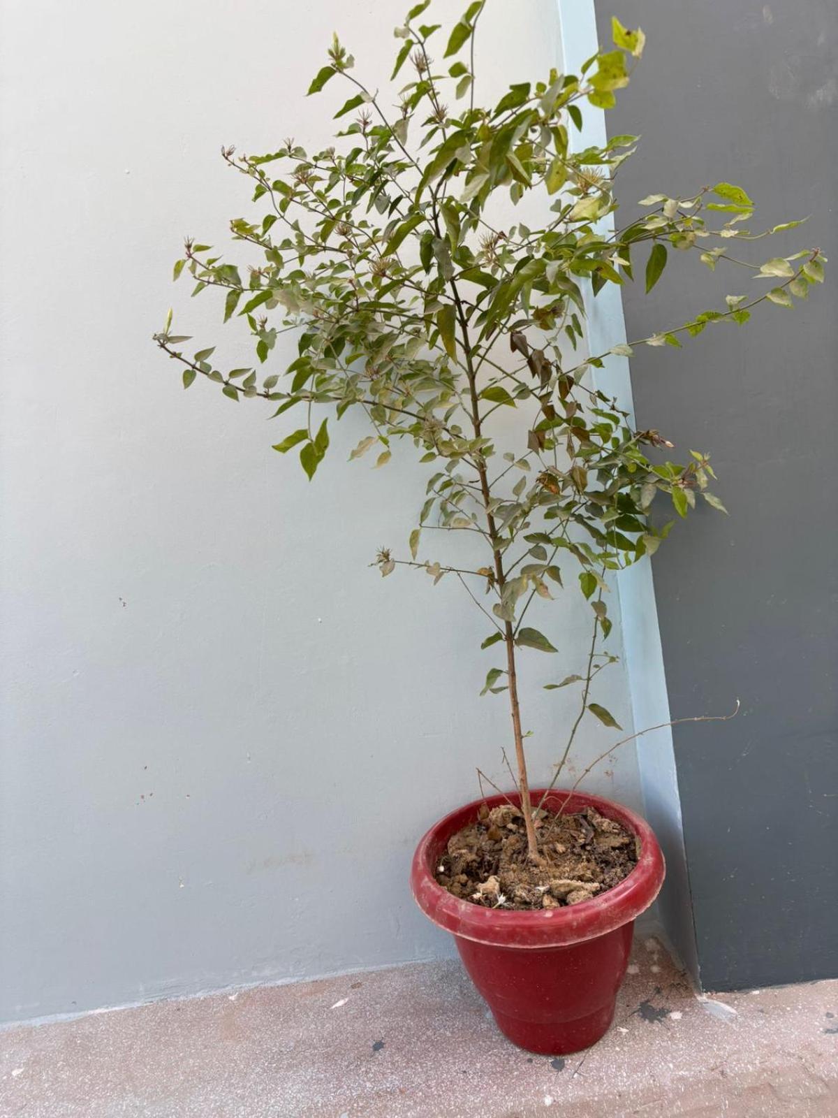 Holiday home Common Ayodhya